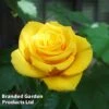 Rose 'Golden Wedding' (Floribunda Rose) -Perfect Greenery ROSE GOLDENWED L33789