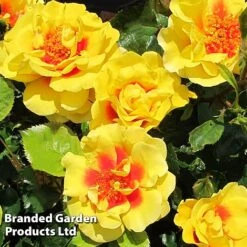 Rose 'Peter's Persica' (Climbing Patio) -Perfect Greenery ROSE PETERSPER H50316