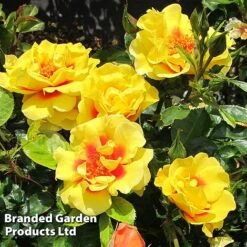 Rose 'Peter's Persica' (Climbing Patio) -Perfect Greenery ROSE PETERSPER H50317