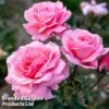 Rose 'Queen Elizabeth' (Floribunda Rose) -Perfect Greenery ROSE QUEENELIZ5