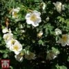 Rose Rugosa 'Alba' (Species Shrub Rose) -Perfect Greenery ROSE RUGOSAALB W34594 TM