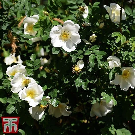 Rose Rugosa 'Alba' (Species Shrub Rose) 3 Rose Rugosa 'Alba' (Species Shrub Rose)