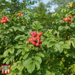 Rose Rugosa 'Rubra' (Species Shrub Rose) -Perfect Greenery ROSE RUGOSARUB W34601 TM