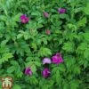 Rose Rugosa 'Rubra' (Species Shrub Rose) -Perfect Greenery ROSE RUGOSARUB W34603 TM