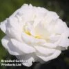 Rose 'Standard White' 1 Rose 'Standard White' -Perfect Greenery ROSE SCENTDWHI L02775