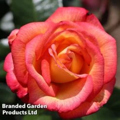 Rose 'Sheila's Perfume' (Floribunda) -Perfect Greenery ROSE SHEILASPE S44470