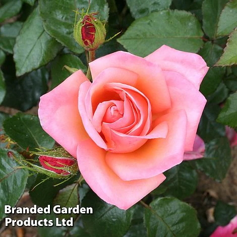 Rose 'Silver Jubilee' (Shrub) -Perfect Greenery ROSE SILVERJUB S44466