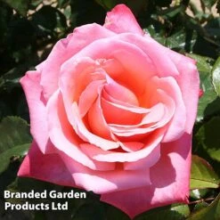 Rose 'Silver Jubilee' (Shrub) -Perfect Greenery ROSE SILVERJUB S44467