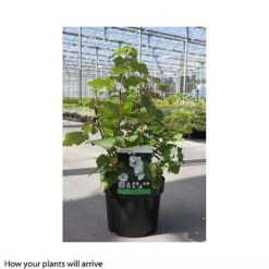 Rubus Benenden -Perfect Greenery RUBU T66440 A h