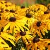 Rudbeckia Fulgida 'Early Bird Gold' -Perfect Greenery RUDB T57550 A h