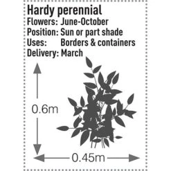 Rudbeckia Fulgida 'Early Bird Gold' -Perfect Greenery RUDB T57550 B h
