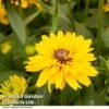 Rudbeckia Summerdaisy Double Gold -Perfect Greenery RUDB DBLGOLD T40842