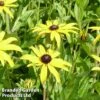 Rudbeckia Fulgida Var. Deamii -Perfect Greenery RUDB DEAMII1
