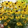 Rudbeckia Fulgida 'Little Goldstar' -Perfect Greenery RUDB LITTLEGOL1