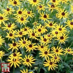 Rudbeckia Fulgida 'Little Goldstar' -Perfect Greenery RUDB LITTLEGOL3