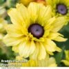Rudbeckia Summerdaisy Double Apricot -Perfect Greenery RUDB SUNDDAPRI T41770