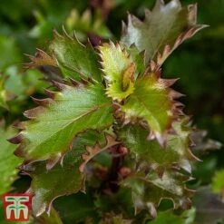 Ilex 'Little Rascal' -Perfect Greenery Rascal