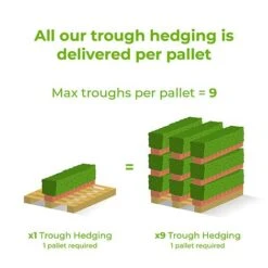 English Yew Instant Trough Hedge 1m (pre-grown) -Perfect Greenery Ready20hedges20delivery20image20tm