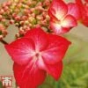 Hydrangea Macrophylla 'Red Bull' -Perfect Greenery Red bull