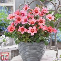 Rose 'Eyes Collection' -Perfect Greenery Rose coll21