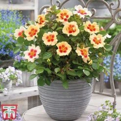 Rose 'Eyes Collection' -Perfect Greenery Rose coll31