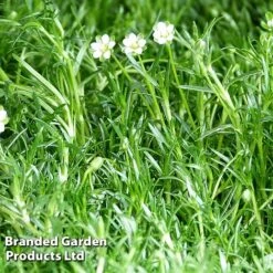 Perfect Greenery -Perfect Greenery SAGI SUBULATA S45002