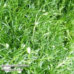 Sagina Subulata -Perfect Greenery SAGI SUBULATA S45003