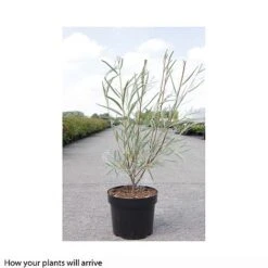 Salix Exigua -Perfect Greenery SALI T66445 A h