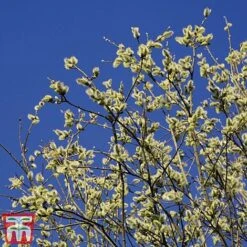 Pussy Willow (Hedging) -Perfect Greenery SALI T70372 A