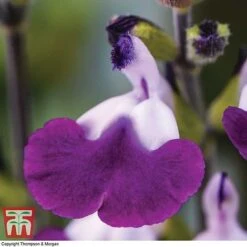 Salvia 'Amethyst Lips' -Perfect Greenery SALV KA8961 B
