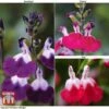 Salvia Lips Collection -Perfect Greenery SALV KB3098 A