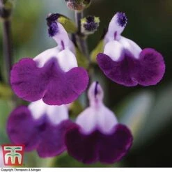 Salvia Lips Collection -Perfect Greenery SALV KB3098 B