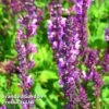 Salvia X Sylvestris Rose Queen 1 Salvia X Sylvestris Rose Queen -Perfect Greenery SALV KC9137 A