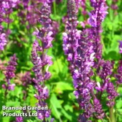 Salvia X Sylvestris Rose Queen -Perfect Greenery SALV KC9137 B