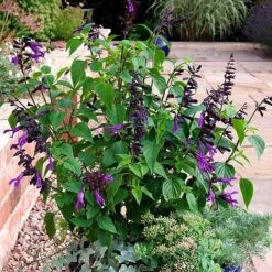 Salvia 'Amistad' 5 Salvia 'Amistad' -Perfect Greenery SALV T62257 A h
