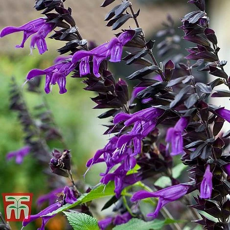Salvia 'Amistad' 3 Salvia 'Amistad'