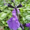 Salvia 'Lavender Dilly Dilly' -Perfect Greenery SALV TKA0715 A