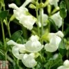 Salvia 'Clotted Cream' -Perfect Greenery SALV TKA0719 A