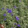 Salvia Microphylla 'Blue Monrovia' -Perfect Greenery SALV TKA3504 A