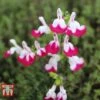 Salvia 'Cherry Lips' 1 Salvia 'Cherry Lips' -Perfect Greenery SALV ka8960 B