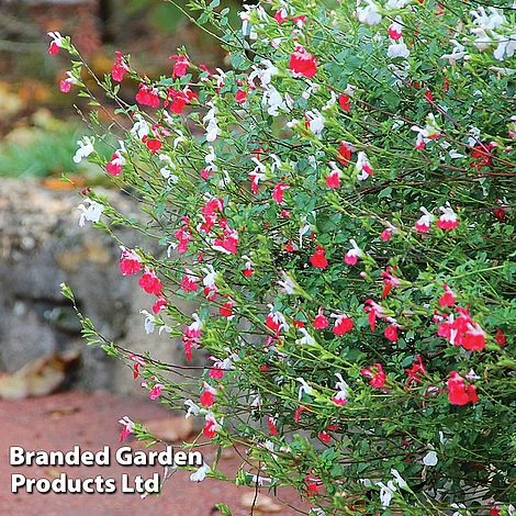 Salvia Lips Duo Collection 5 Salvia Lips Duo Collection - Image 3