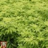 Sambucus Racemosa 'Sutherland Gold' -Perfect Greenery SAMB T58160 A