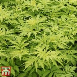 Sambucus Racemosa 'Sutherland Gold' -Perfect Greenery SAMB T58160 B