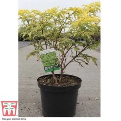 Sambucus Racemosa 'Sutherland Gold' -Perfect Greenery SAMB T58160 C