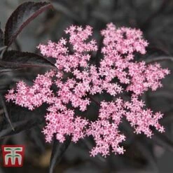 Sambucus Nigra F. Porphyrophylla 'Black Beauty' -Perfect Greenery SAMB T62079 A