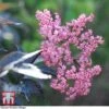Sambucus Nigra F. Porphyrophylla 'Black Beauty' -Perfect Greenery SAMB T62079 B