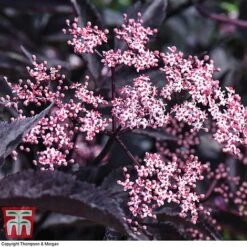 Sambucus Nigra F. Porphyrophylla 'Black Beauty' -Perfect Greenery SAMB T62079 E