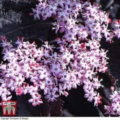 Sambucus Nigra F. Porphyrophylla 'Black Beauty' -Perfect Greenery SAMB T62079 F