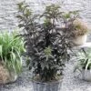 Sambucus Nigra F. Porphyrophylla 'Black Tower' -Perfect Greenery SAMB T62582 A h