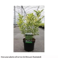 Sambucus Nigra 'Madonna' -Perfect Greenery SAMB T66449 A h